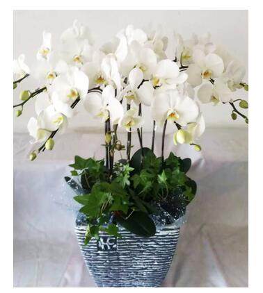 上海蝴蝶兰专卖花市直送白蝴蝶兰10株陶瓷盆真花乔迁开业开张送花