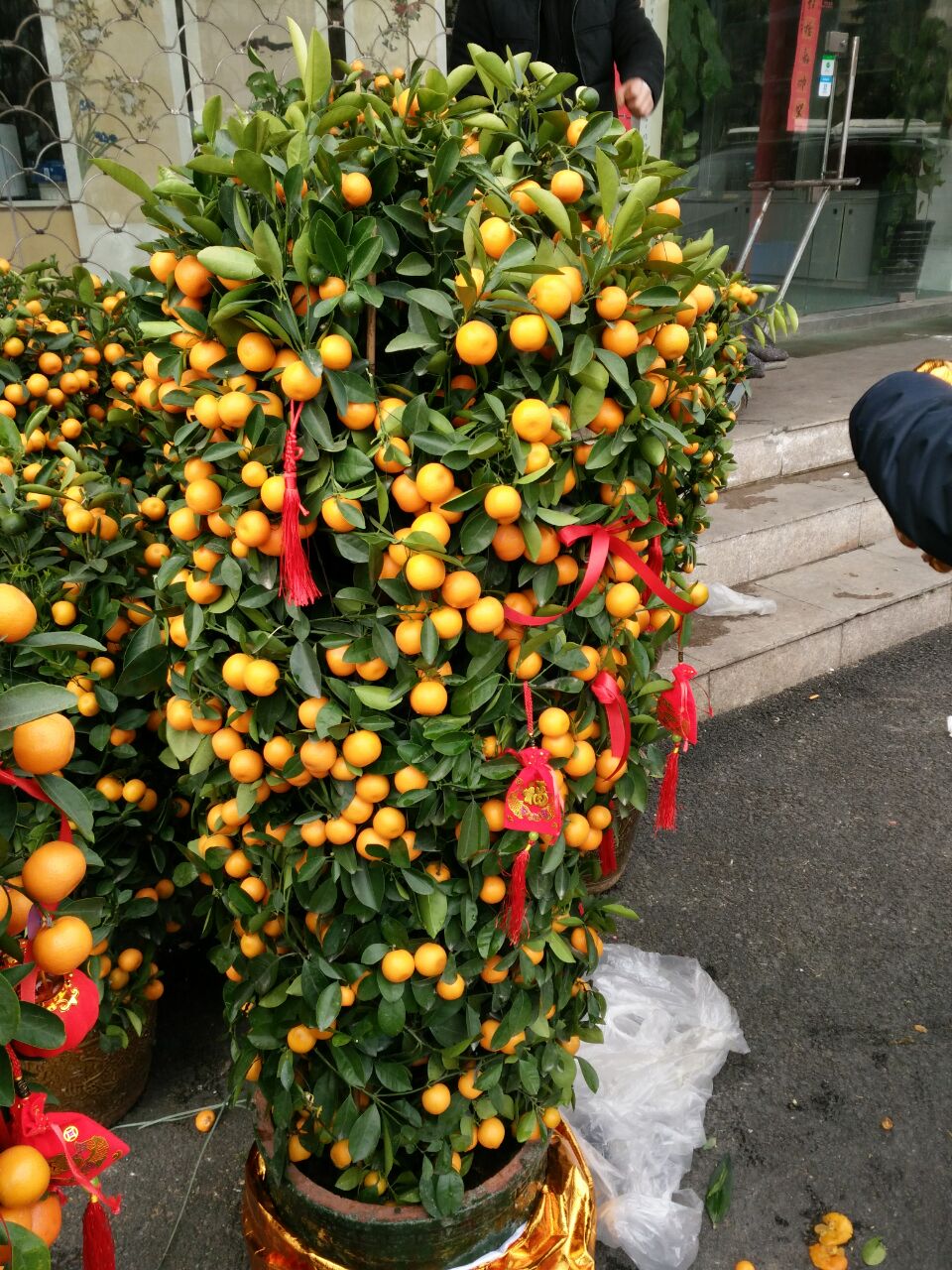 年宵花卉春节花金桔金蛋橘盆栽1.6米左右金橘树盆栽上海同城速递