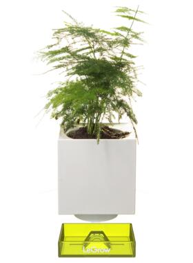 LeGrow 文竹盆栽鲜活绿植 室内办公桌面植物含盆体（带盆栽好）