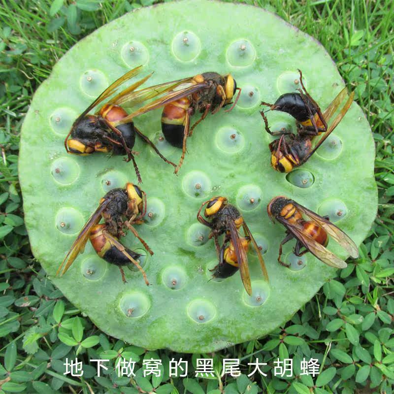 Wasp Black-tailed Tonic Paojiu Material Science health preservation Bumblebee Wasp Wasp parent 500g Waspin the Traditional nourishing food , Bee , Other bee  category - from Buy2taobao.com to provide professional Taobao agent buy service