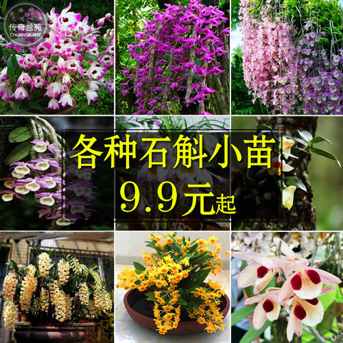 品种对版品种多多传奇兰苑