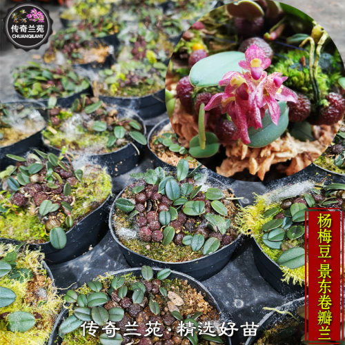 杨梅豆 景东卷瓣兰 石豆兰 好看可爱好养 桌面雨林缸造景