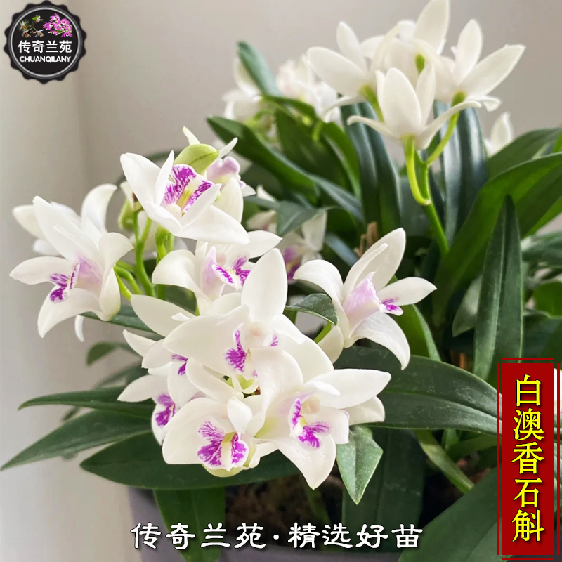 传奇兰苑白澳香石斛好养浓香