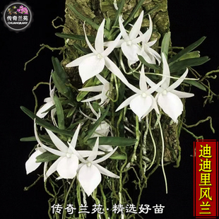 迪迪里风兰 带花苞 精品稀有名贵附生兰白花风兰