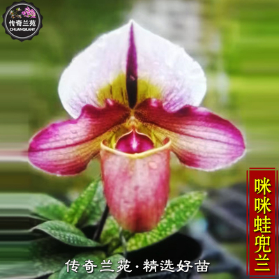 咪咪蛙兜兰 朗氏咪咪x青蛙兜兰 稀有品种