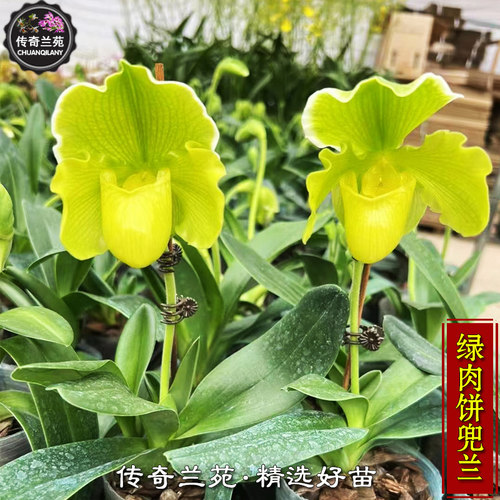 大花朵绿肉饼传奇兰苑