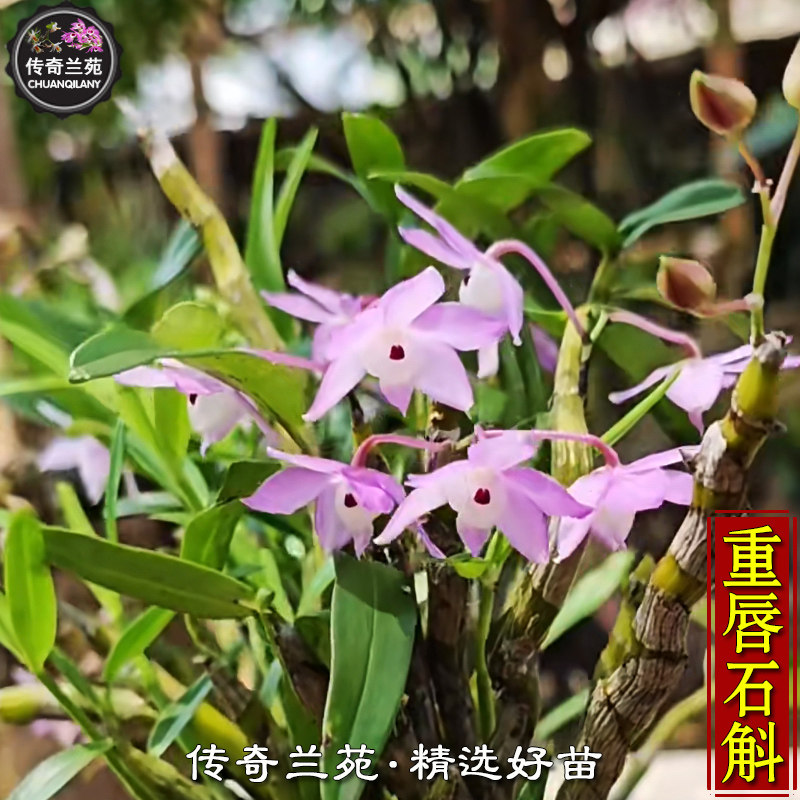 重唇石斛 金鱼石斛春秋两季花 粉紫色 广西重唇好养石斛盆栽 能吃
