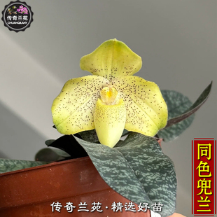 同色兜兰  带花苞（开始出花苞了）稀有品种 可收集品种