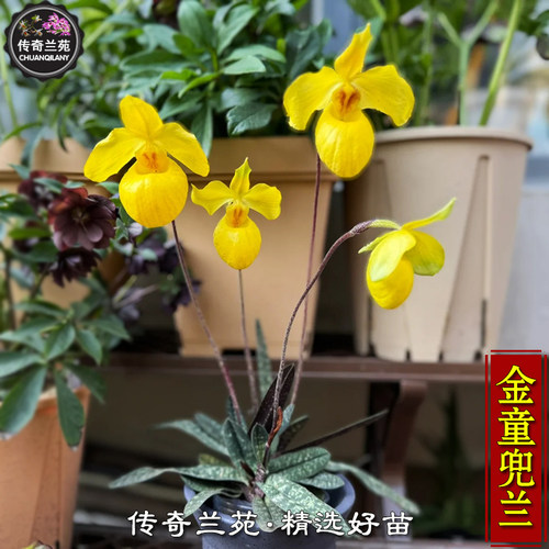 金童兜兰 （成熟大苗，还没来花） 稀有品种杏黄兜兰黄色金黄兜兰