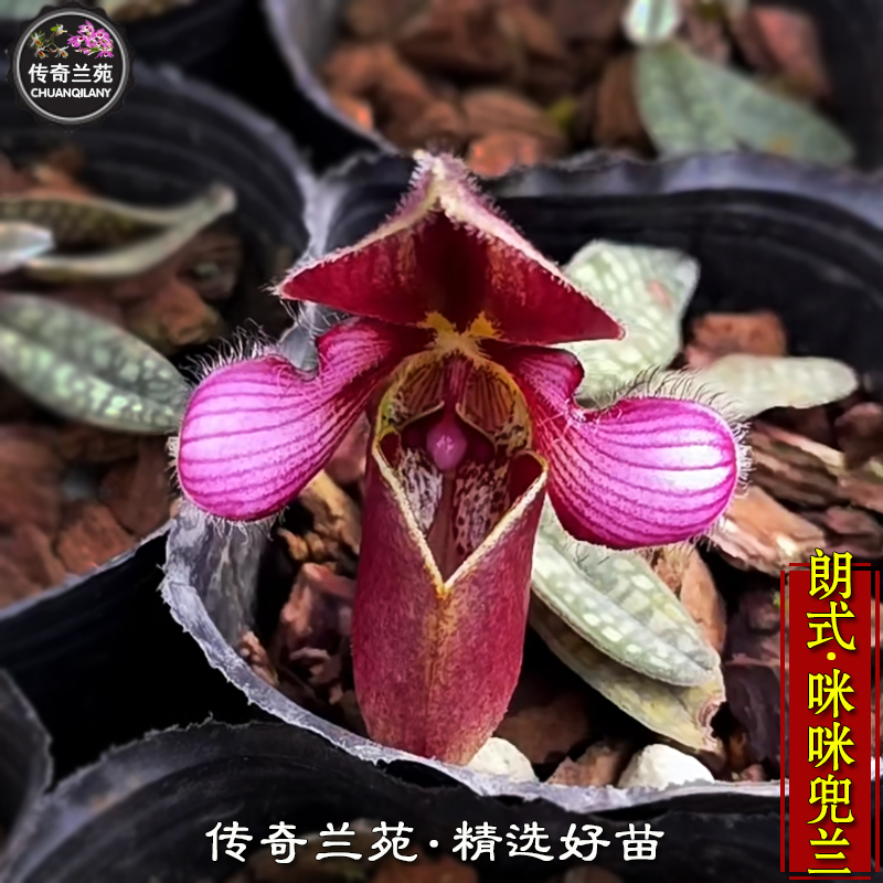 咪咪兜兰 郎式兜兰 迷你可爱型 稀有品种 可收集品种