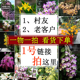 直播 一物一拍 传奇兰苑 精选好苗 石斛盆栽金钗铁皮石斛鼓槌球花