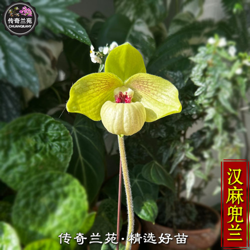 汉麻兜兰 也叫熊猫微笑（顺发黄金） 汉氏x麻栗坡兜兰 稀有品种