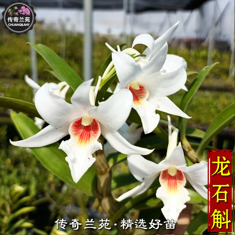 龙石斛 有香味 稀有品种龙骨石斛白色黑毛石斛组花期长盆栽石斛兰