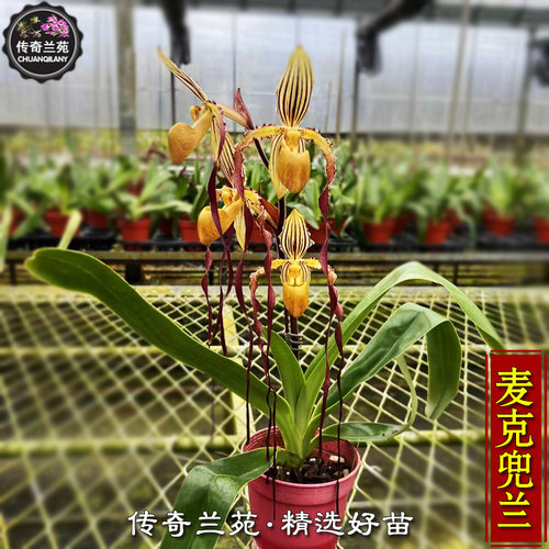 麦克兜兰 （ 成熟大苗,还没来花 ) 稀有兜兰