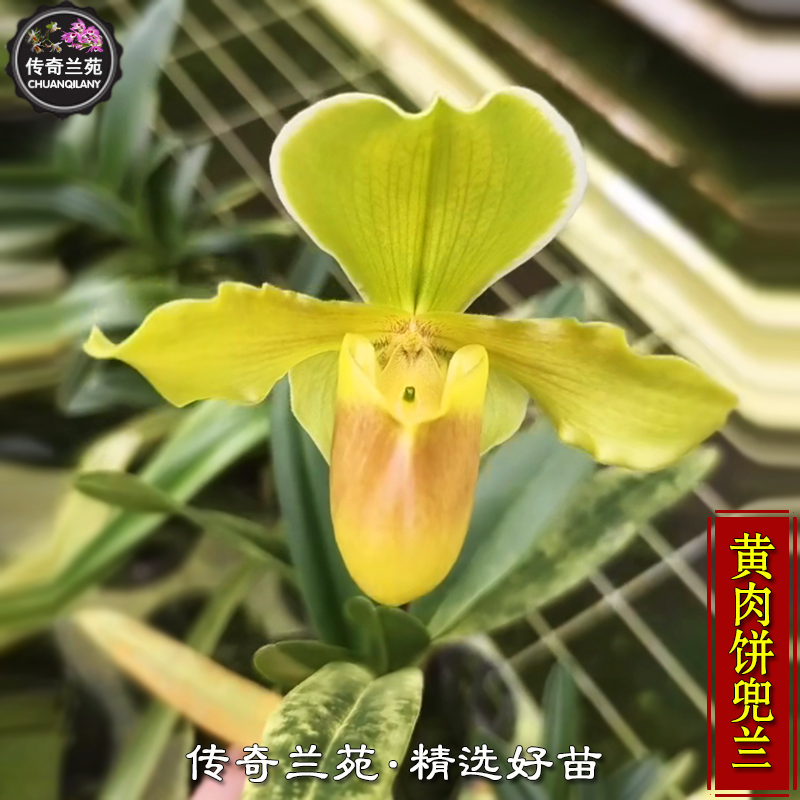 黄肉饼兜兰 带花苞 好养 颍川黄金x绿肉饼 可以收集品种