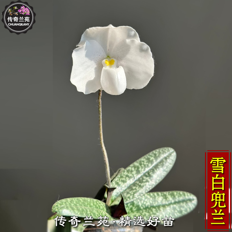 雪白兜兰 稀有品种白花兜兰 大美雪白兜兰 收藏品种