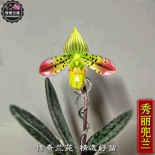 秀丽兜兰 带花苞 精品 稀有品种 好看