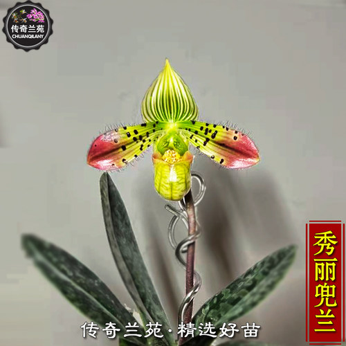 秀丽兜兰 带花苞 稀有品种 好看好养