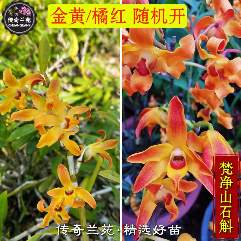 梵净山石斛 即将出花苞 稀有名贵品种 金黄橘红色随机开爆花 能吃