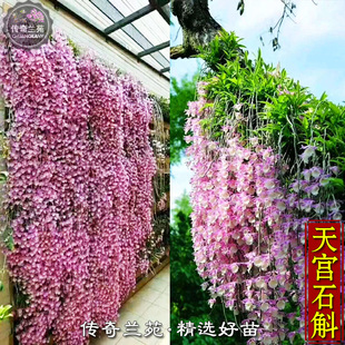 天宫石斛 兜唇石斛 吊兰粉色花盆栽倒挂兰花庭院墙美化绿植 能吃