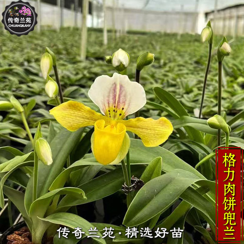 格力肉饼兜兰 带花苞 格力x绿肉饼兜兰 稀有品种 可收集品种