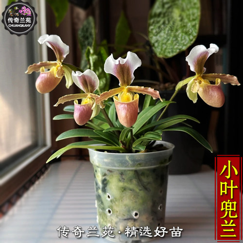 小叶兜兰  稀有品种 可收集品种
