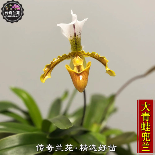 黄金蛙兜兰  也叫大青蛙兜兰 （成熟大苗，还没花） 好养苗多易花