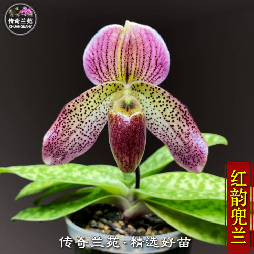 红韵兜兰 （成熟大苗）稀有兜兰 胼胝交文山兜兰
