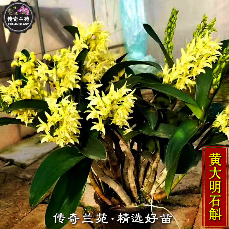 黄大明石斛 澳洲石斛 香水石斛 好养黄花串花发苗量多稀有品种