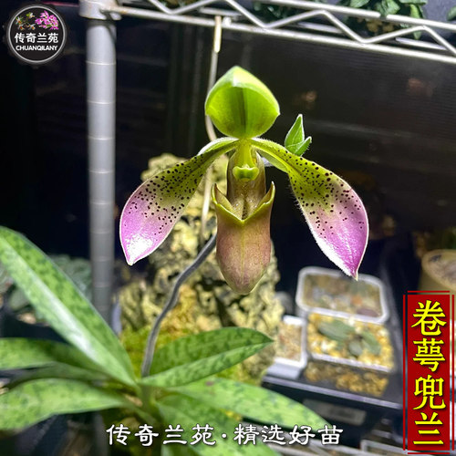 卷萼兜兰（成熟大苗） 稀有品种 可收集品种