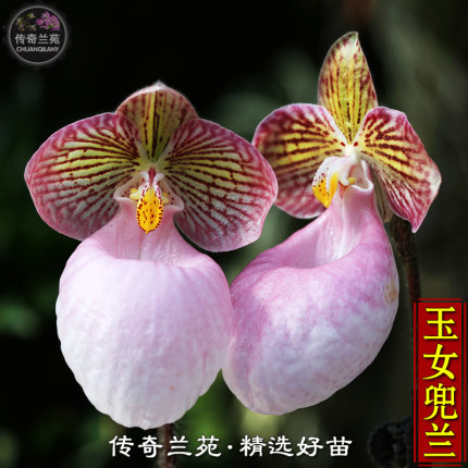 玉女兜兰精选大苗 （成熟大苗，还没来花）盆栽苗兰花稀有好养