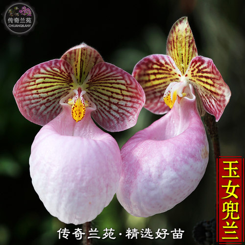 玉女兜兰精选大苗 （成熟大苗，还没来花）盆栽苗兰花稀有好养