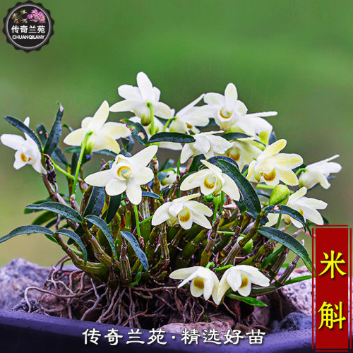 米斛 浓香矮型稀有品种桂林霍山米斛盆栽花卉假山造景雨林缸 能吃