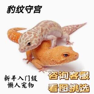 豹纹鬃狮苗入门宠物爬宠爬虫新手活体入门包邮