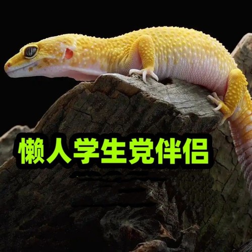 豹纹守宫温顺可爱练手入门级学生儿童饲养简单宿舍级懒人宠物