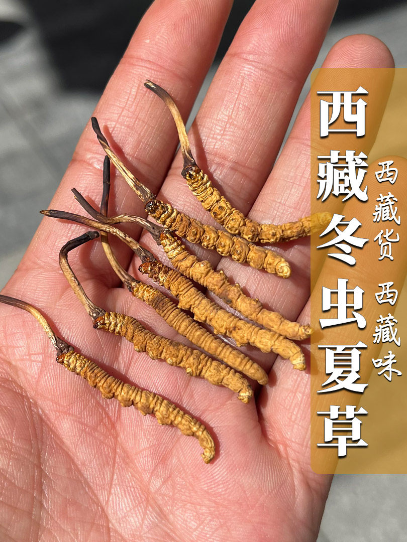 西藏那曲冬虫夏草虫草头茬头期高海拔精选优选2023新货冬虫夏草