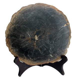 水玉冰魄天然树化石片摆件硅化木原石原矿切片木化石黑色树芯实物