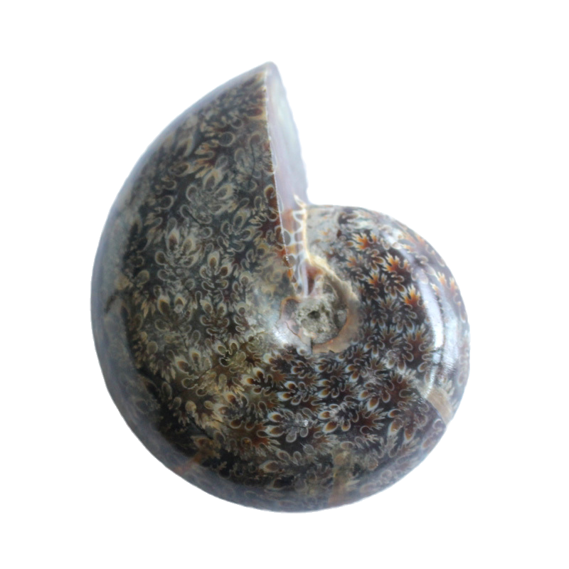 水玉冰魄天然化石螺手把件海洋生物菊石头化石把玩胖头螺菊花螺