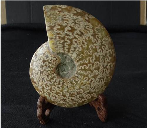 天然松枝白纹菊花螺摆件