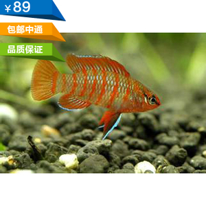 火焰变色龙鱼1.5-2CM左右热带鱼观赏鱼宠物鱼活体亏本促销