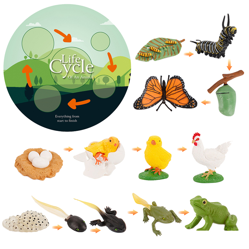 Simulation Life Cycle Animals Model Montessori Toy Children