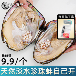 天然淡水大多珠自己开活蚌取蚌壳鲜活河蚌手工diy直播间基地直发