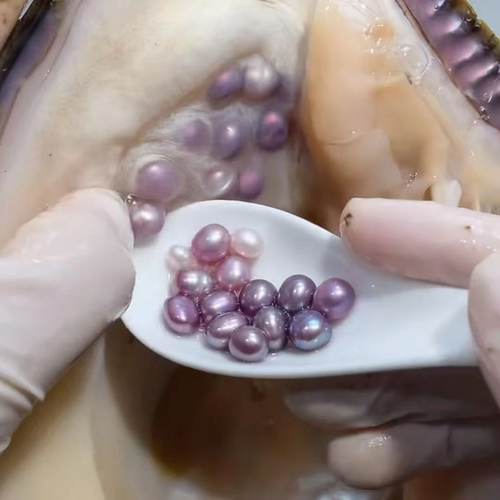 天然淡水珍珠蚌自己开蚌取珍珠