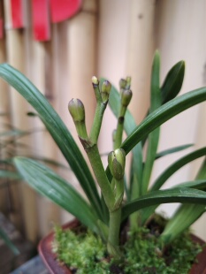 建兰九仙荷蝶花香浓郁矮种型一年可以开多次花桌面观赏佳