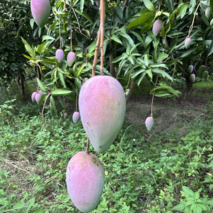 贵妃芒 云南芒果纯甜新鲜水果潞江坝热带原产地现摘现发
