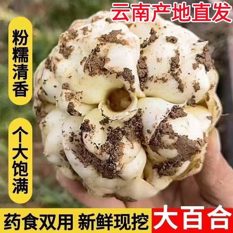新鲜百合粉糯清甜云南腾冲火山灰土壤种植农家现挖A级药食双用5斤