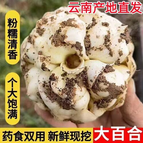 新鲜百合粉糯清甜云南腾冲火山灰土壤种植农家现挖A级药食双用5斤