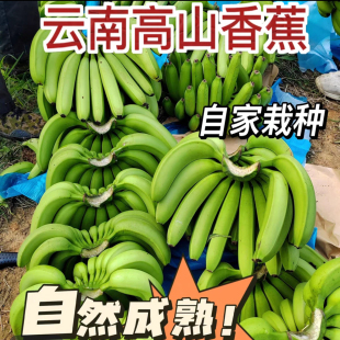 云南高山生态绿皮甜香蕉丑香蕉当季 现摘 水果自然熟