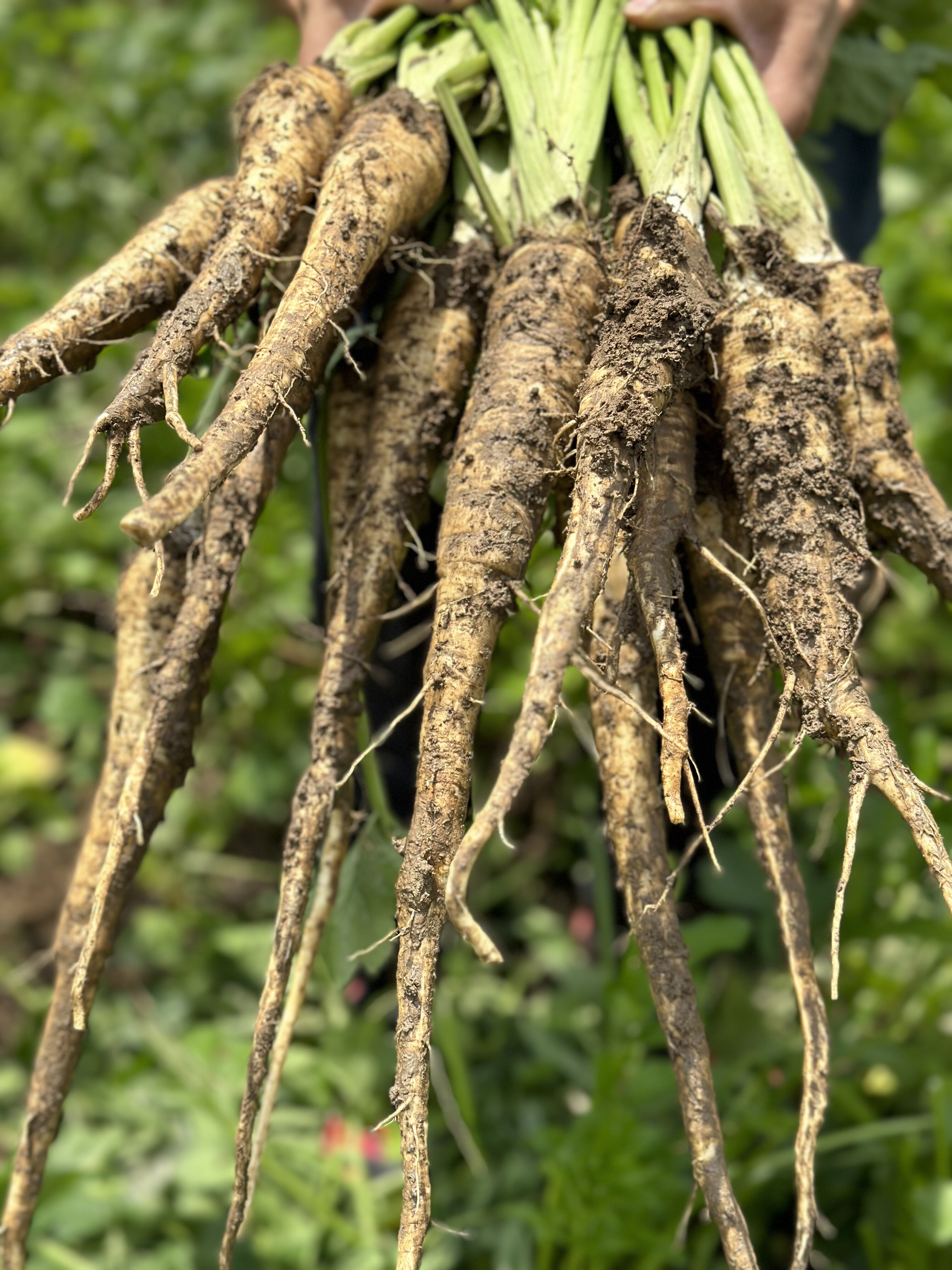云南新鲜甜当归西归芹整根度角归1斤5斤包邮煲汤药膳现挖食材蔬菜