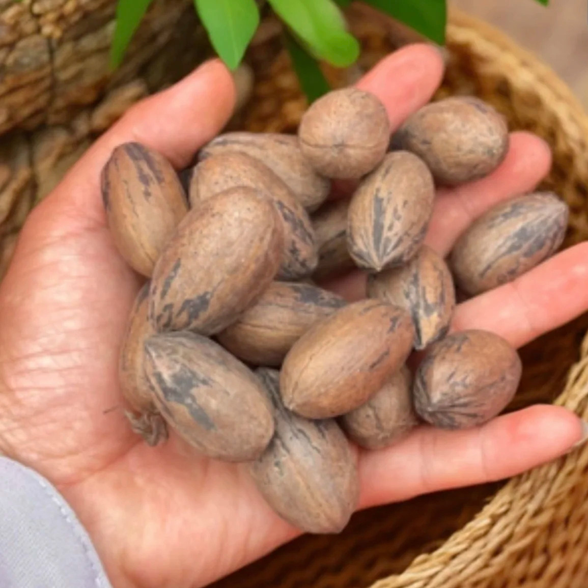 云南碧根果25年新货0添加野生山核桃孕妇零食长寿果薄壳原生态